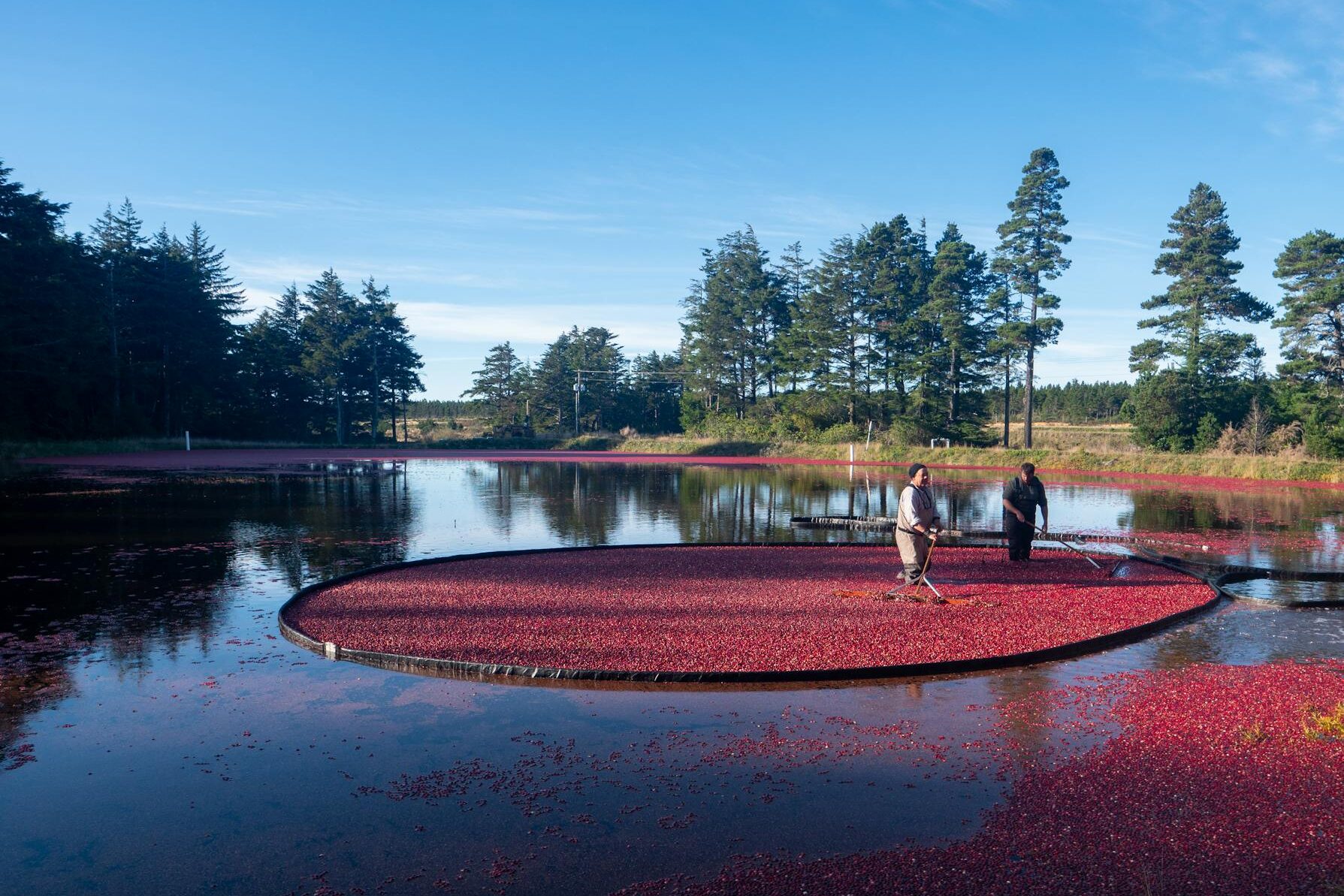 wet harvesting in a cranberry bog